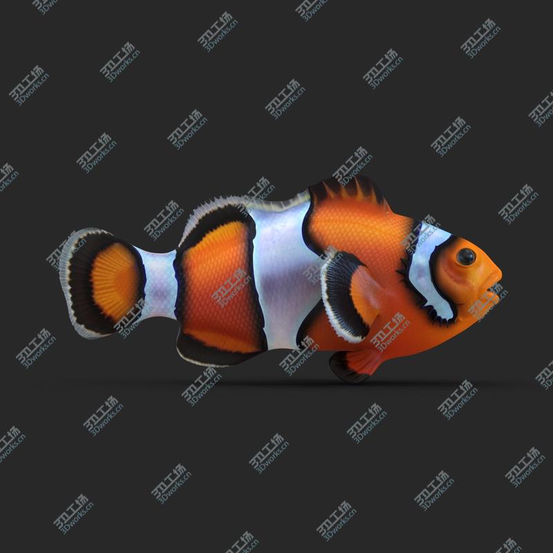 images/goods_img/202104091/Coral Fishs Collection/4.jpg